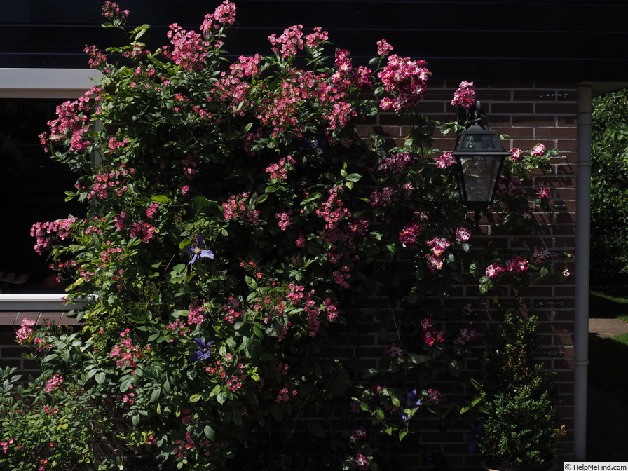 'Heinrich Conrad Söth' rose, click to enlarge 'Heinrich Conrad Söth' rose photo