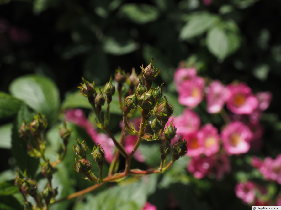 'Heinrich Conrad Söth' rose photo