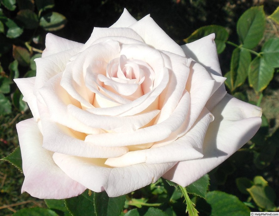 'Pilgrim Maid' rose photo