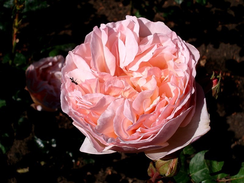 'Princesse Charlène de Monaco ®' rose photo