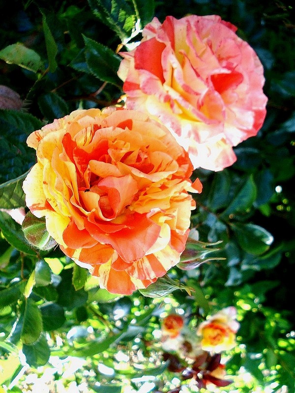 'Oranges 'n' Lemons ™' rose photo