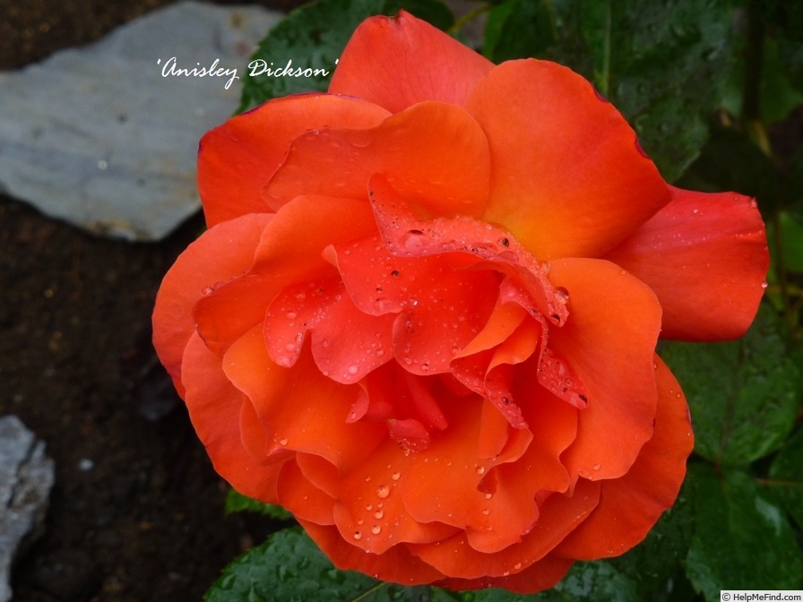 'Anisley Dickson' rose photo