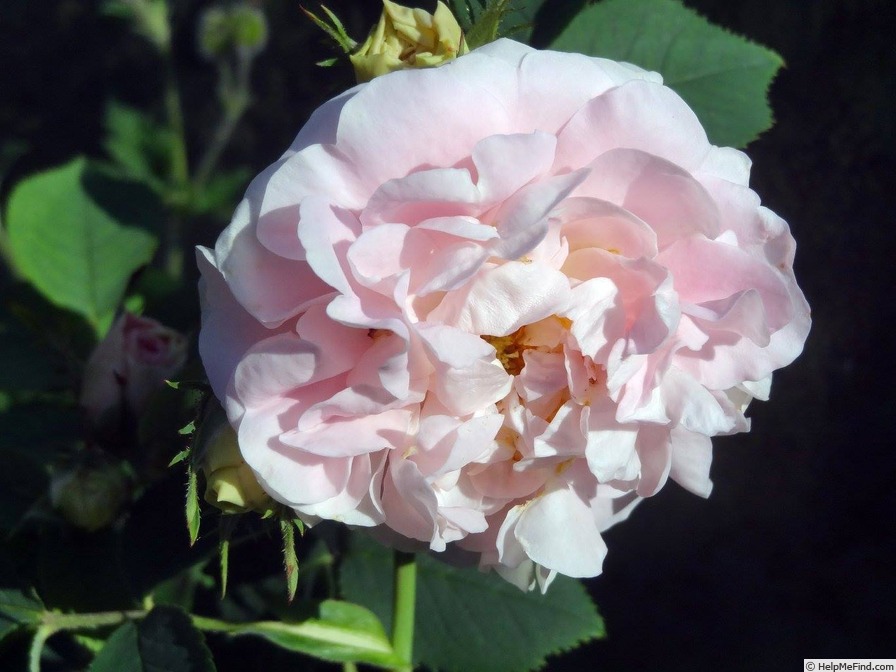 'N. J. Kičunov' rose photo