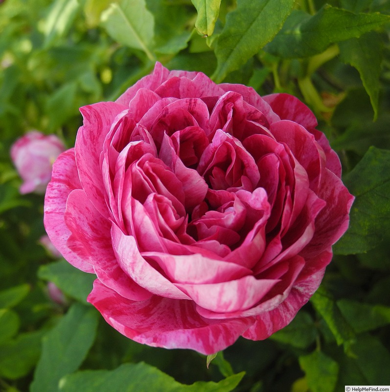 'Commandant Beaurepaire' rose, click to enlarge 'Commandant Beaurepaire' rose photo