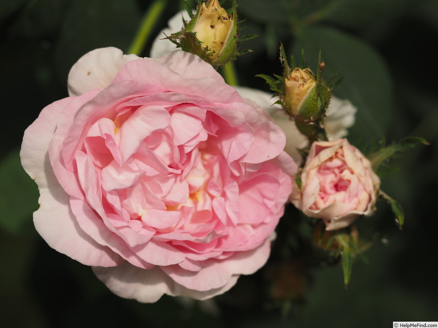 'Cuisse de Nymphe Émue' rose photo