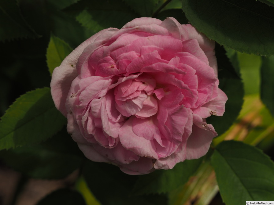 'Gloire Des Mousseux' rose photo