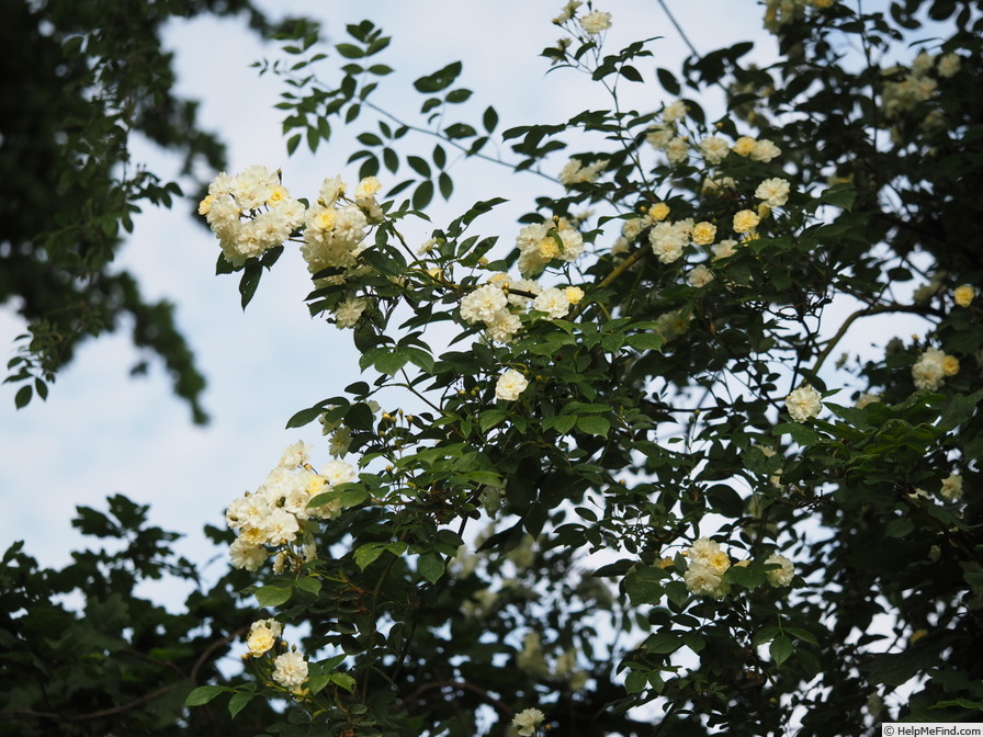 'Starkodder' rose photo