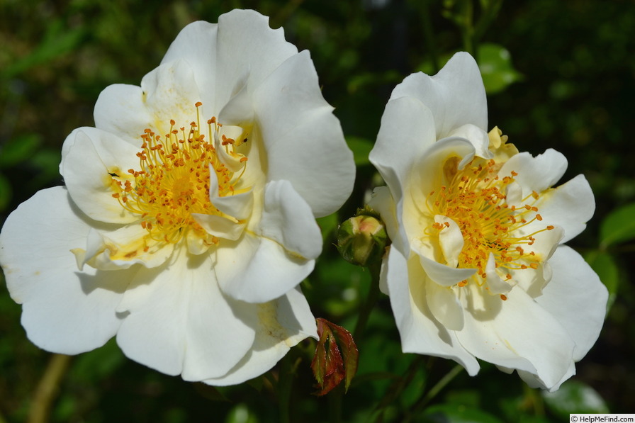 'City of York' rose photo