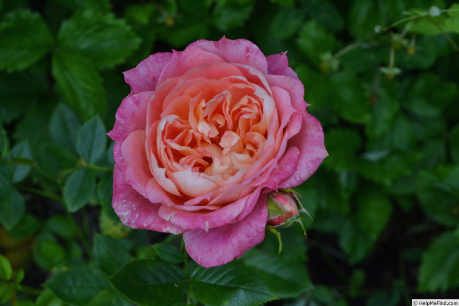 'Briosa ®' rose photo