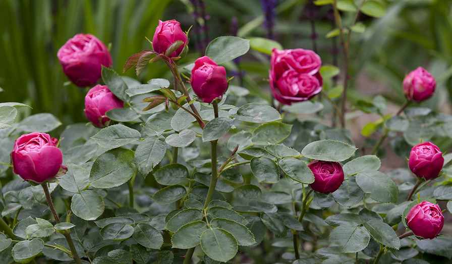 'Magic Rokoko®' rose photo