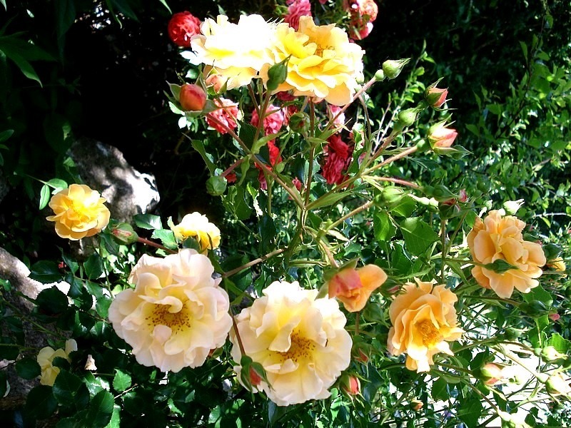 'Calizia ®' rose photo