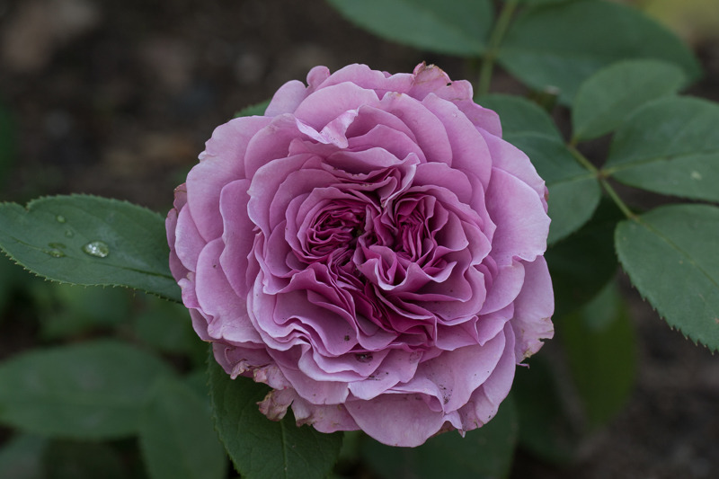 'Lavender Ice ®' rose photo