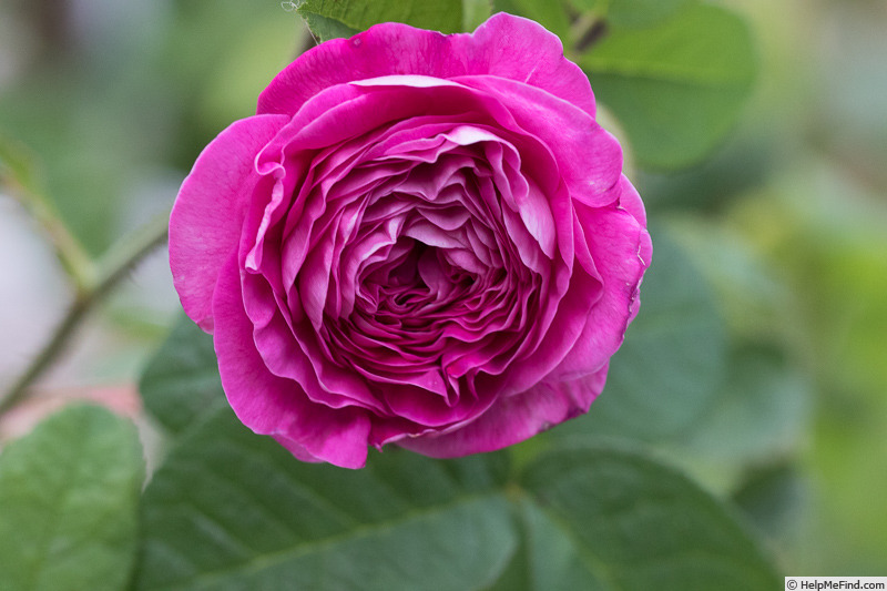 'Ohl' rose photo