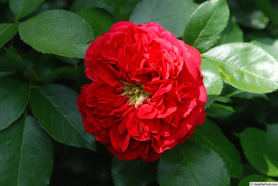 'Out of Rosenheim ®' rose photo