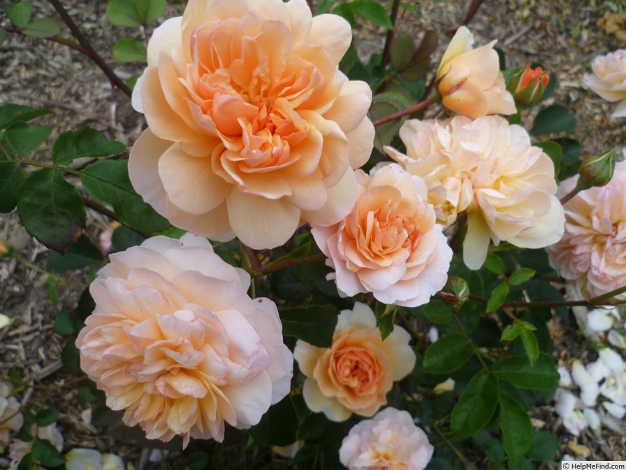 'Port Sunlight' Rose Photo