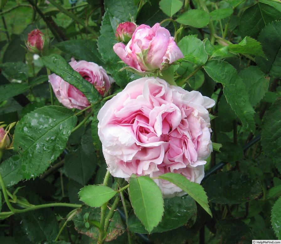 'Juno (centifolia, Bell before 1820)' rose photo