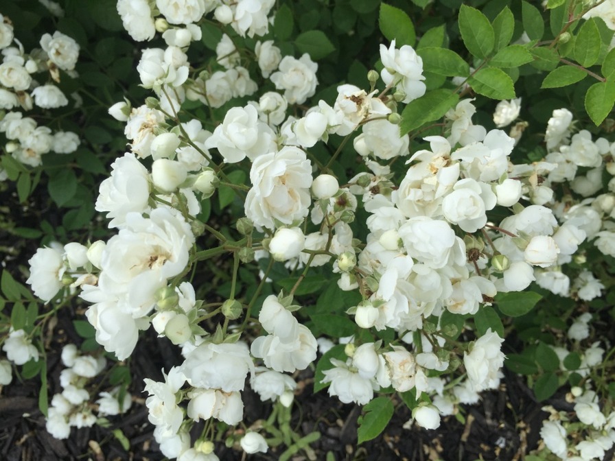 'Pâquerette (polyantha, Guillot, 1872)' rose photo