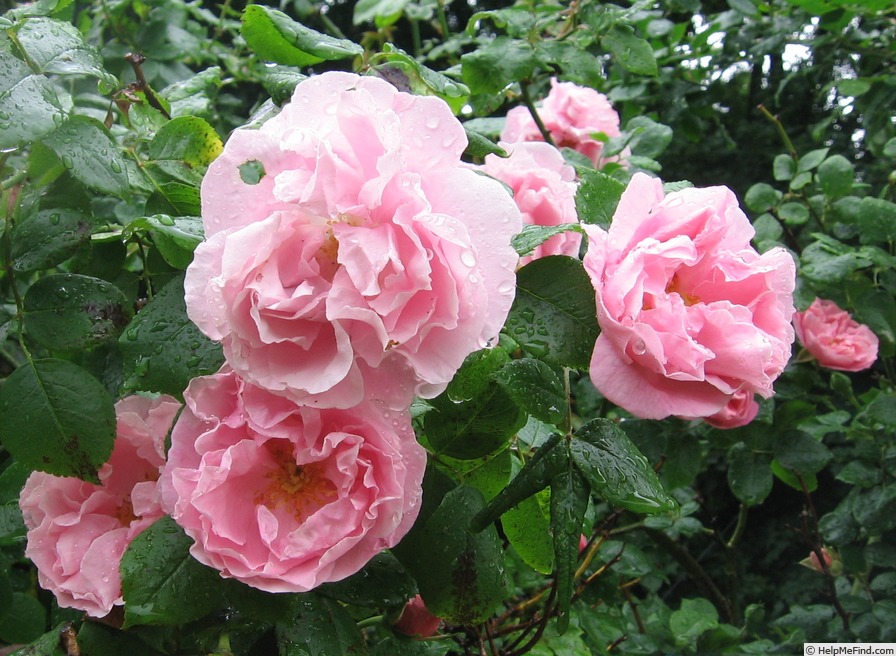 'Gerbe Rose' rose photo