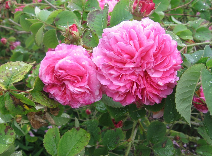'Rosenpark Reinhausen'  photo