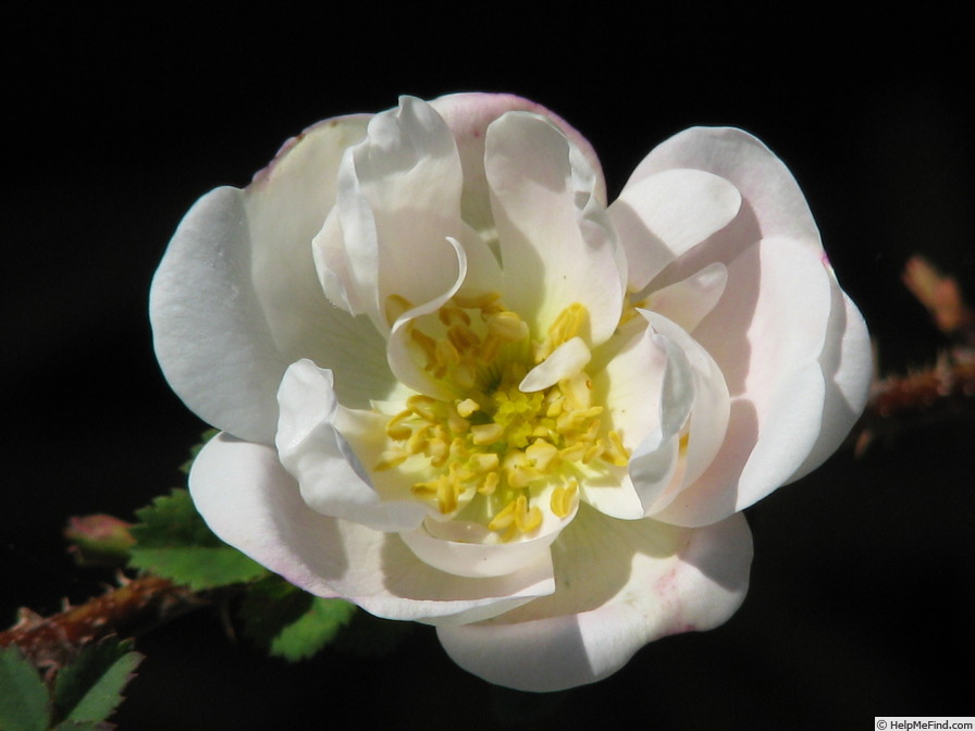 'Isa Murdock' rose photo