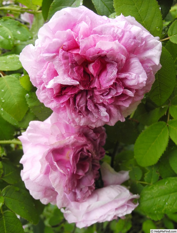 'Président de Sèze' rose, click to enlarge 'Président de Sèze' rose photo