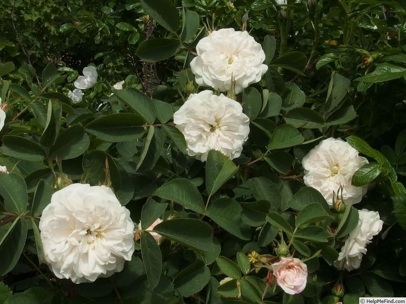 'Sapphira' rose photo