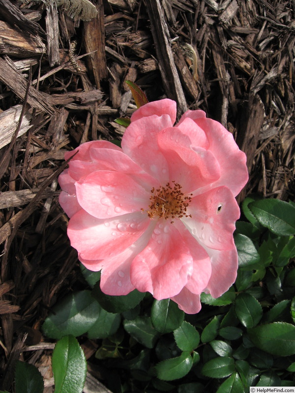 'Fire Opal Kolorscape ™' rose photo
