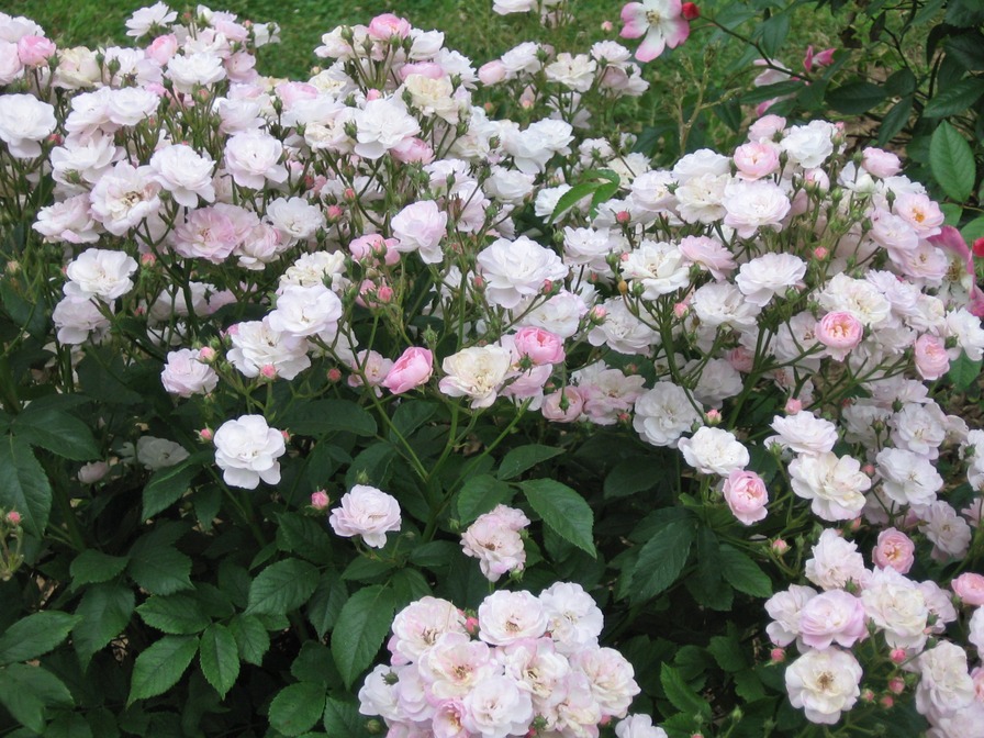 'Heavenly Pink ® (Hybrid Musk, Lens 1997)' rose photo