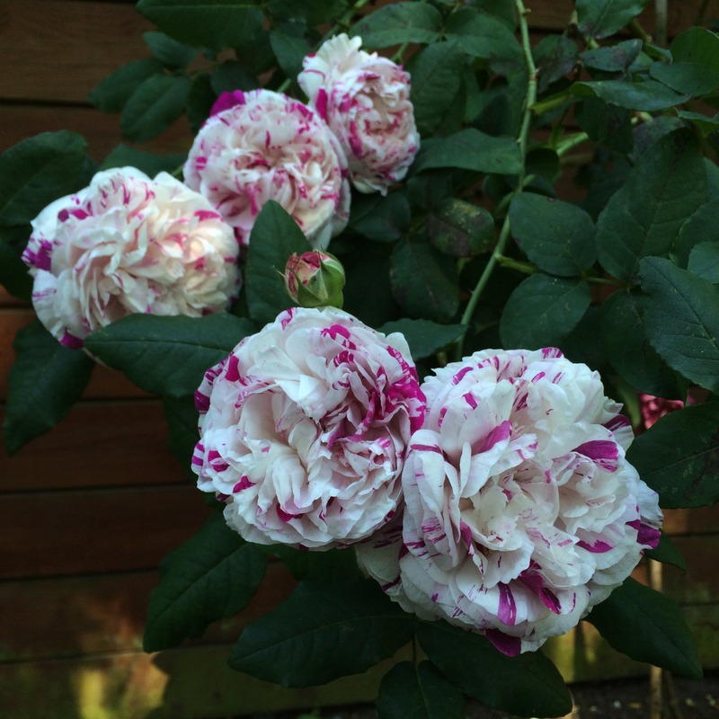 'Variegata di Bologna' rose photo