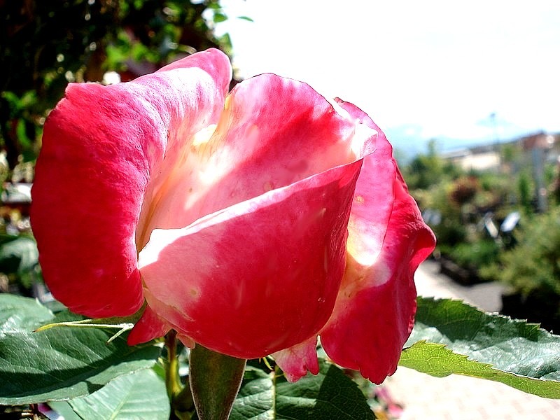 'Parfum Tropical ®' rose photo