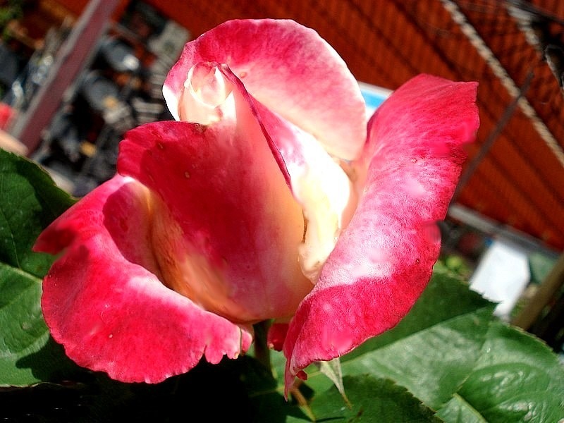 'Parfum Tropical ®' rose photo