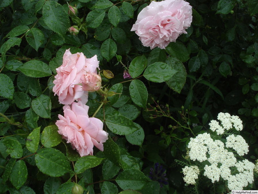 'Irma (shrub, Carlsson-Nilsson, 2000)' rose photo