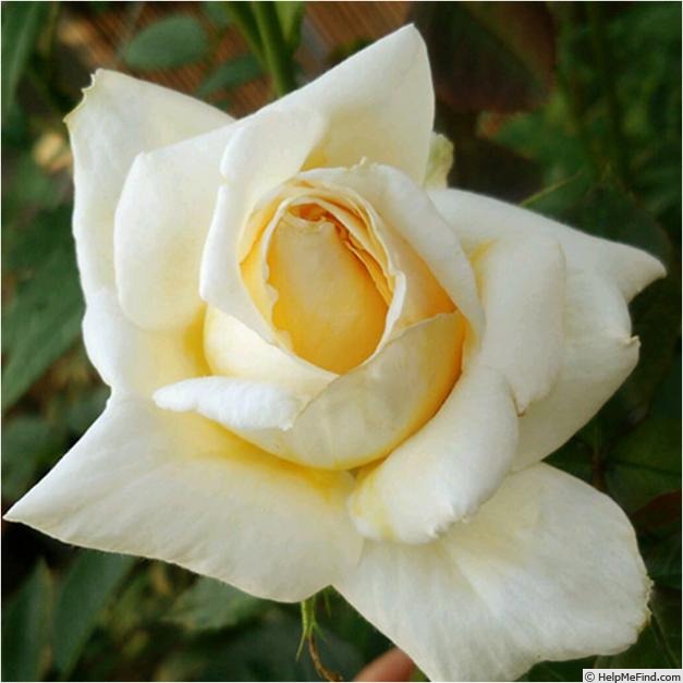'Smooth Queen ™' rose photo