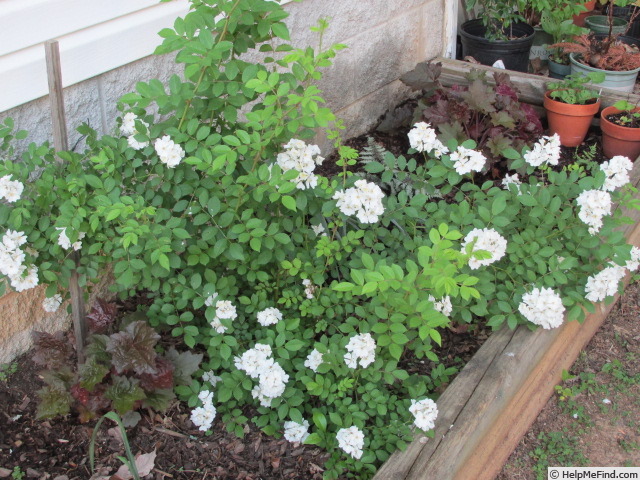 'R. multiflora' rose photo