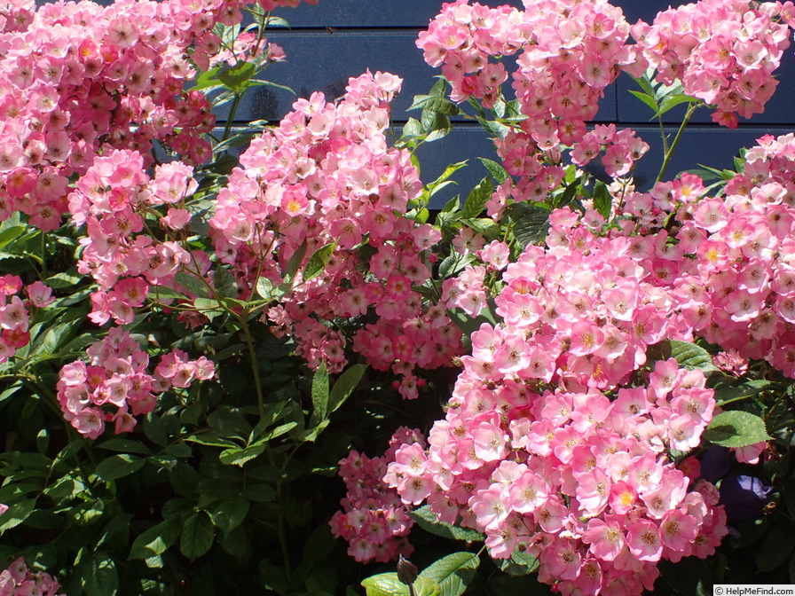 'Heinrich Conrad Söth' rose photo