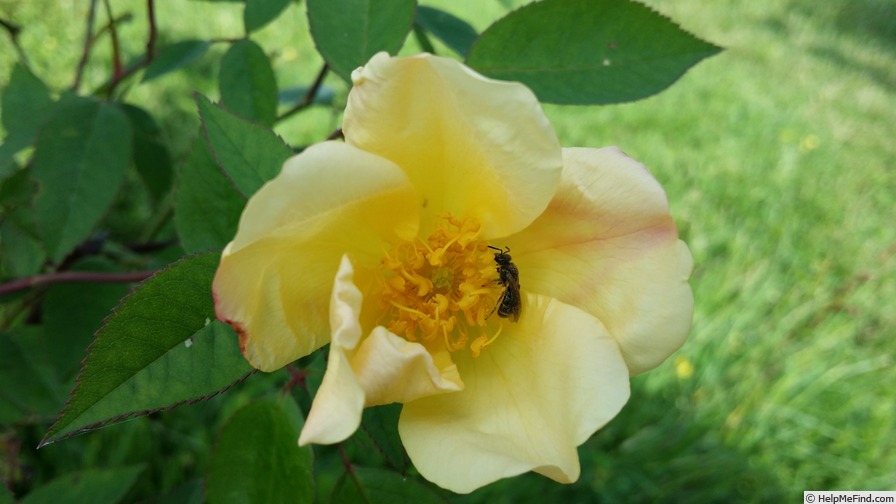 'Yellow Mutabilis (China, Watson/Brichet, 1997)' rose photo