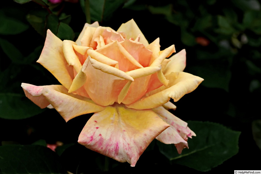 'Carl Nielsen' rose photo