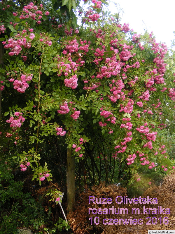 'Ruže Olivetská' rose photo
