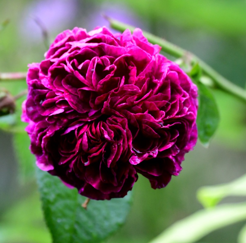 'Charles de Mills' rose photo