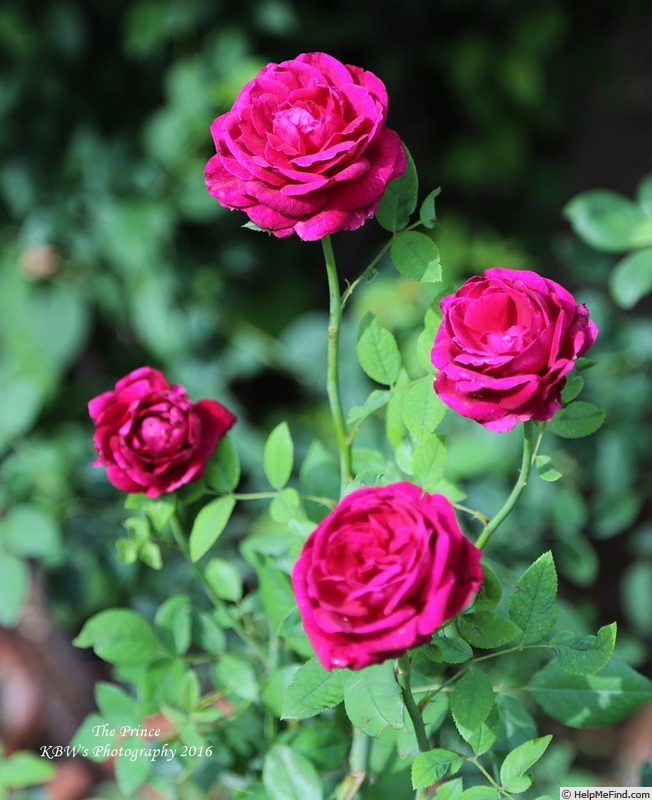 'The Prince ®' rose photo