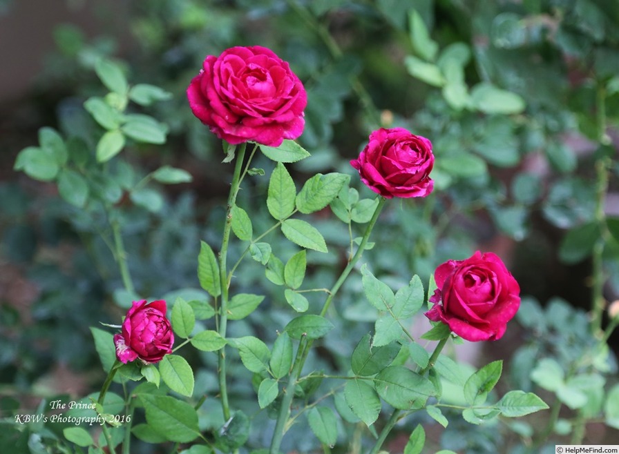 'The Prince ' Rose Photo