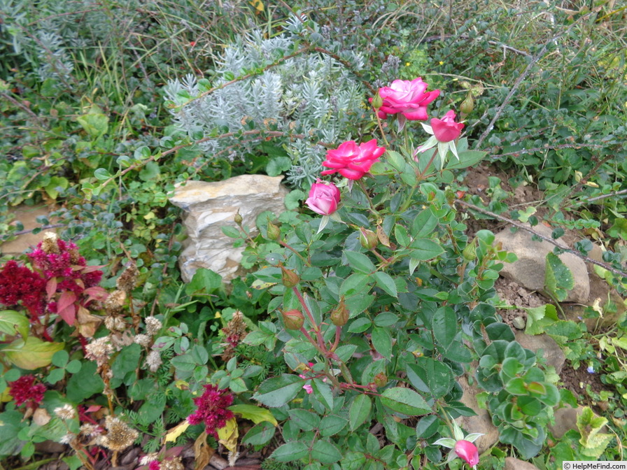 'BRIman' rose photo