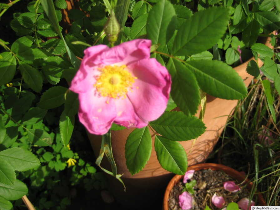 'R. virginiana' rose photo