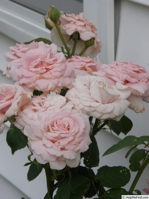 'Frederic Mistral ®' rose photo