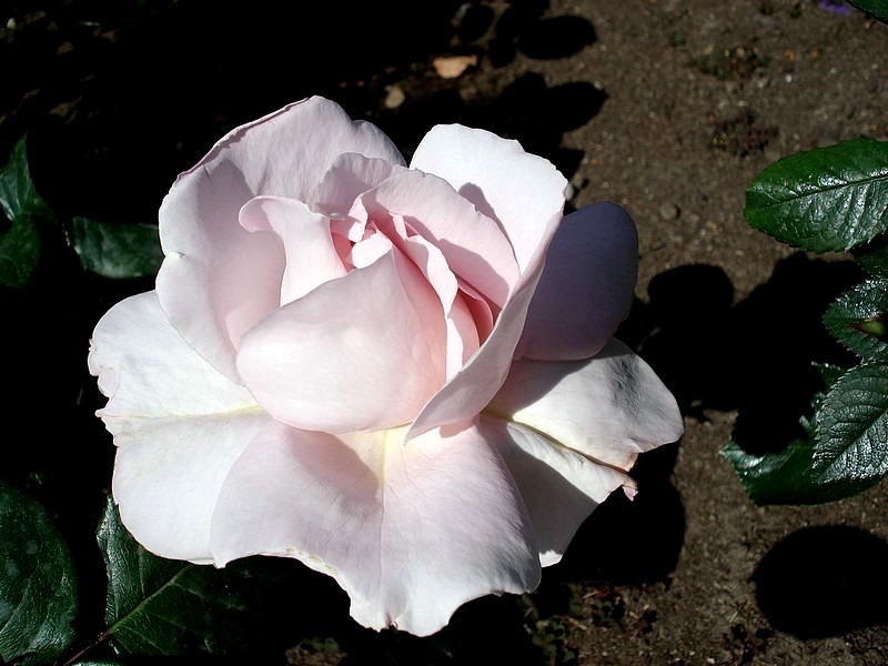 'Constanze Mozart' rose photo