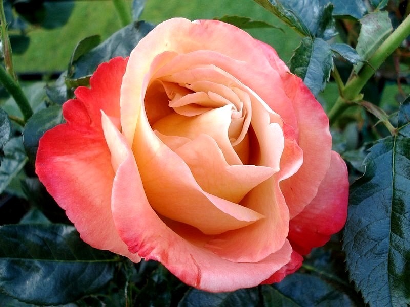 'Vendée Impériale ®' rose, click to enlarge 'Vendée Impériale ®' rose photo