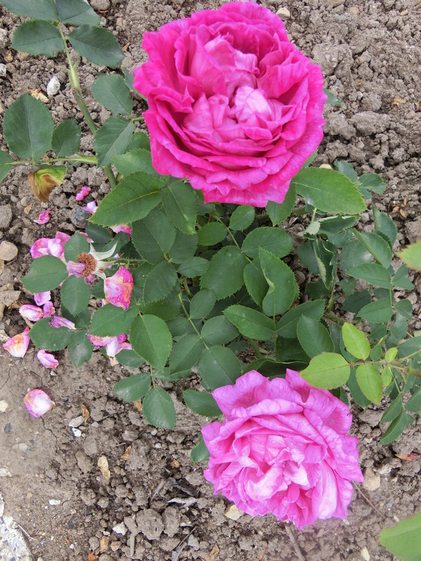 'Duchess of Connaught (hybrid perpetual, Standish & Noble, 1882)' rose photo