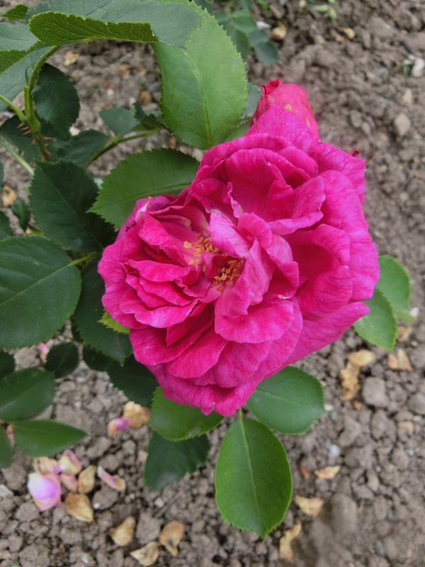 'Duchess of Connaught (hybrid perpetual, Standish & Noble, 1882)' rose photo