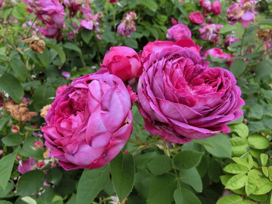 'Jeanne Sury' rose photo