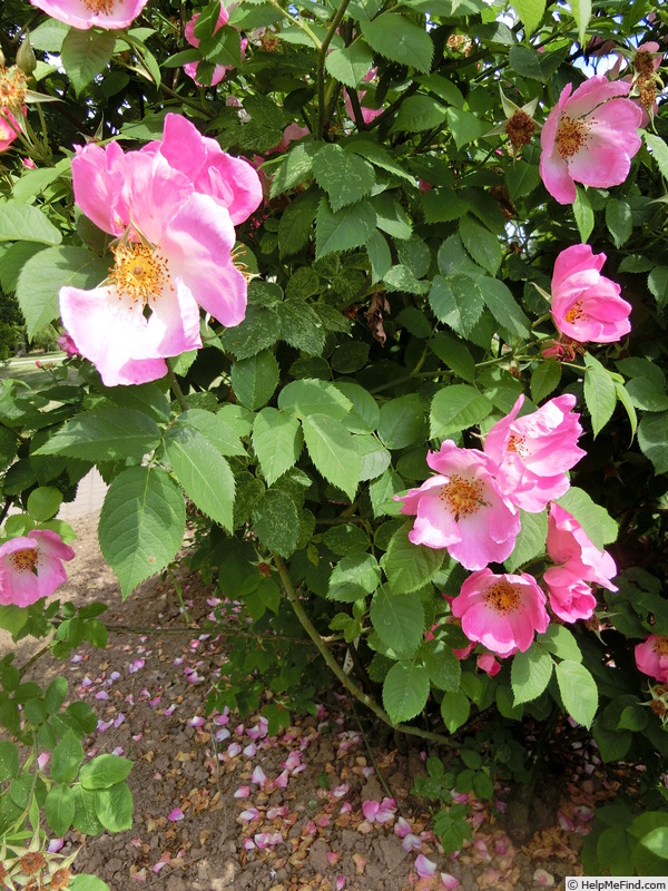 'Complicata' rose photo